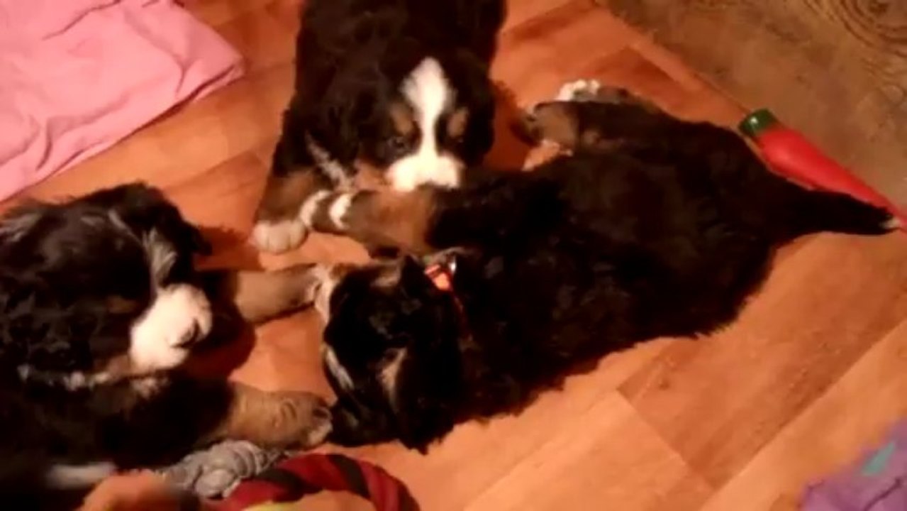 papouilles (bébé rouge, bébé orange et bébé vert)