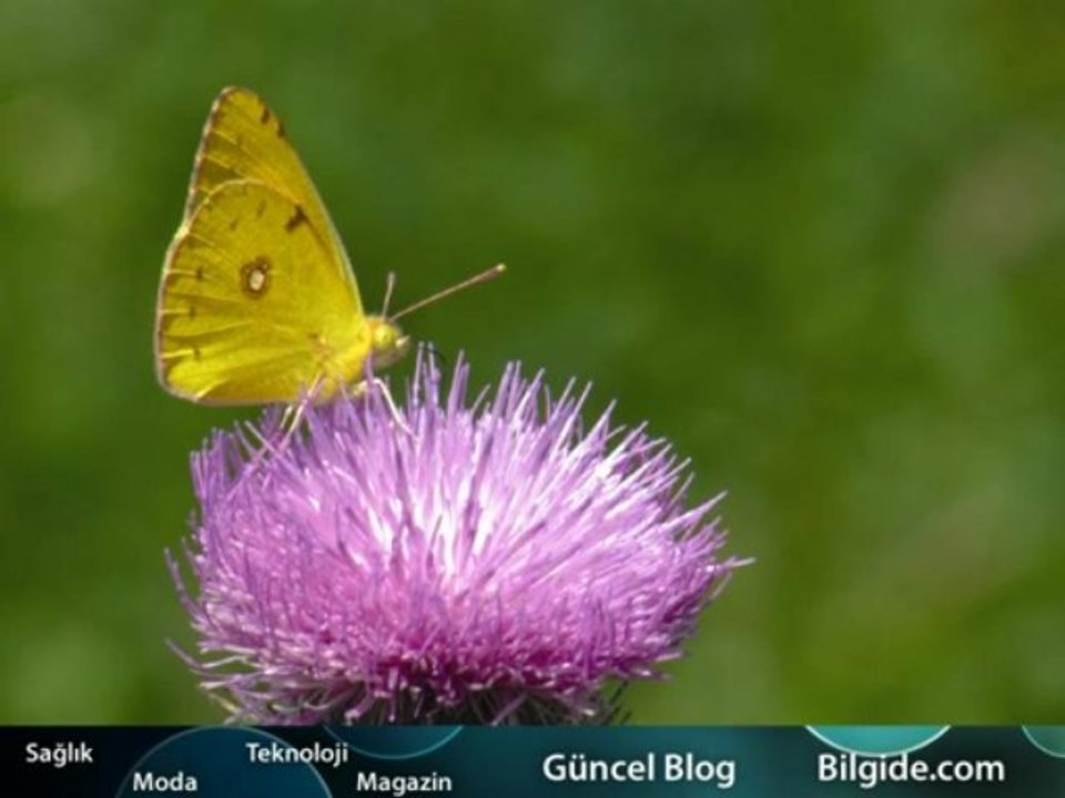 Güncel Bilgiler işığında Antibiyotikler