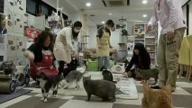 ´Cat cafés` reúnem gatos e amantes de felinos em Tóquio