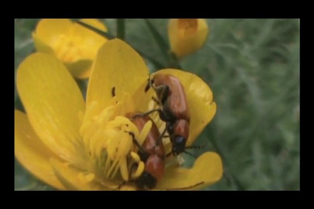Macro zoom, l'oeil indiscret - El ojo indiscreto