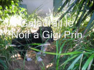 Anakin et Elektra les Noirs