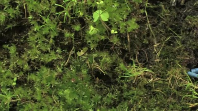 Un autre regard sur les limaces