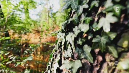 Viols : confirmation des chiffres de Laurent Obertone