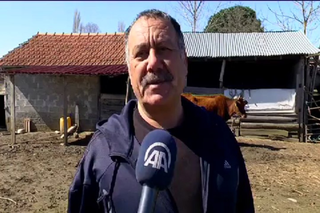 Annesinin terk ettiği kuzuyu, inek emziriyor