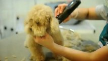 Spa, yoga et croisières pour les chiens de Singapour