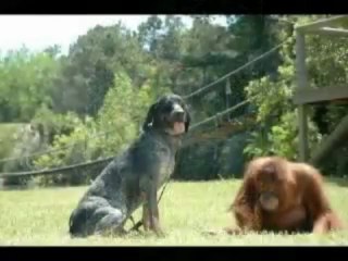 Ce chien a sauvé cet orang-outan de la dépression en devenant son meilleur ami