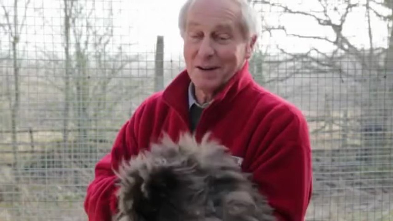 L'incroyable voyage de ce chat entre Le Caire et Londres