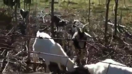 Goats In Neighbor's Pasture #2 (03-09-2013)