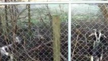 Goats In Neighbor's Pasture (02-28-2013)
