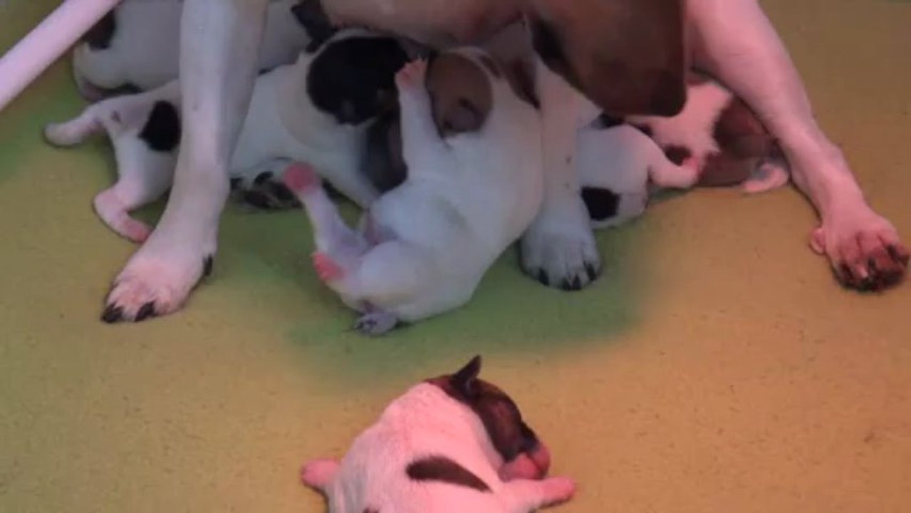 bb jack de Ficelle et Alto qui têtent