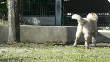 H'ley - Vidéo n°29 - 10 mars 2013 - Je jappe...fort...très fort !!!