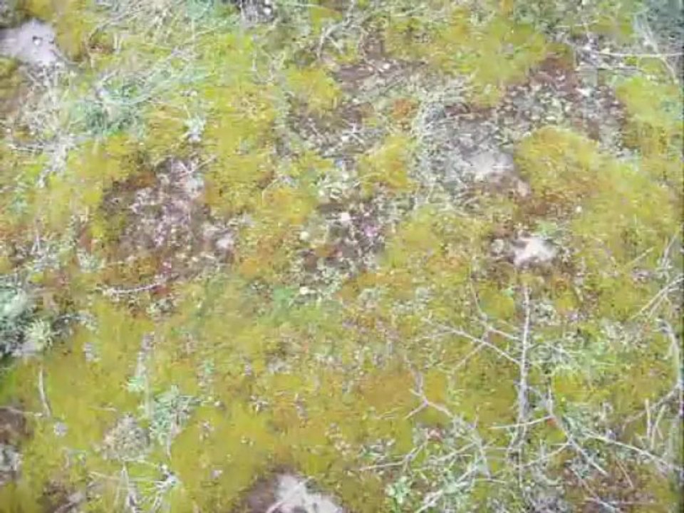 Visualisation du spot pour la sortie pro-savage (Dunkerque)