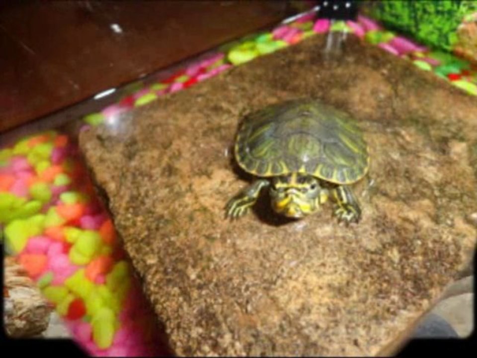 tortues aquatiques d'amour