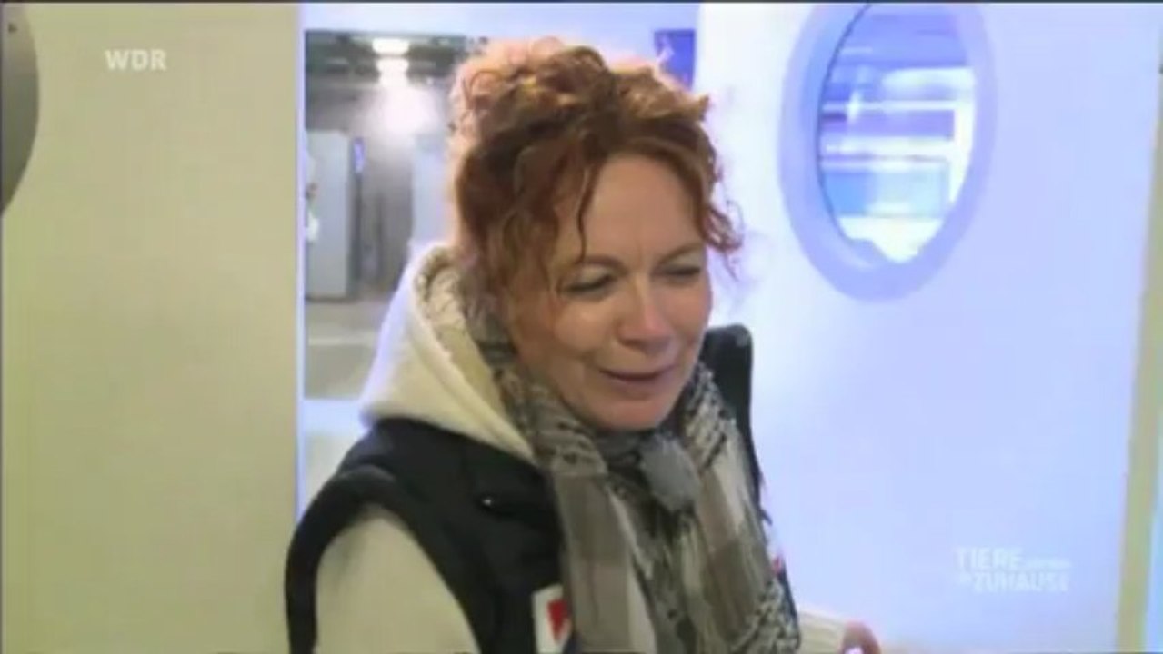 Bericht über das dänische Hundegesetz in Tiere suchen ein Zuhause