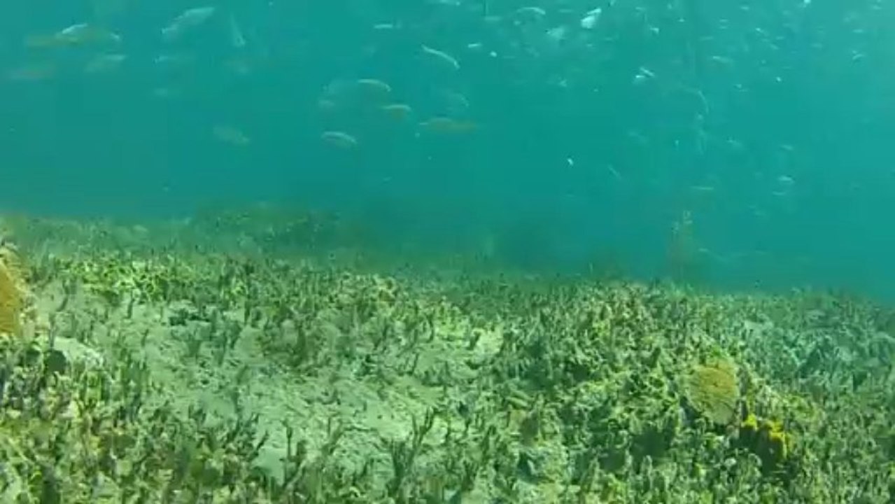 mon ami le poisson.final youtube