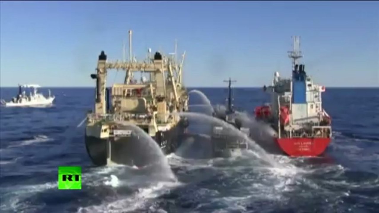 Sea Shepherd Sandwich: Anti-whaling activists rammed by Japanese ships