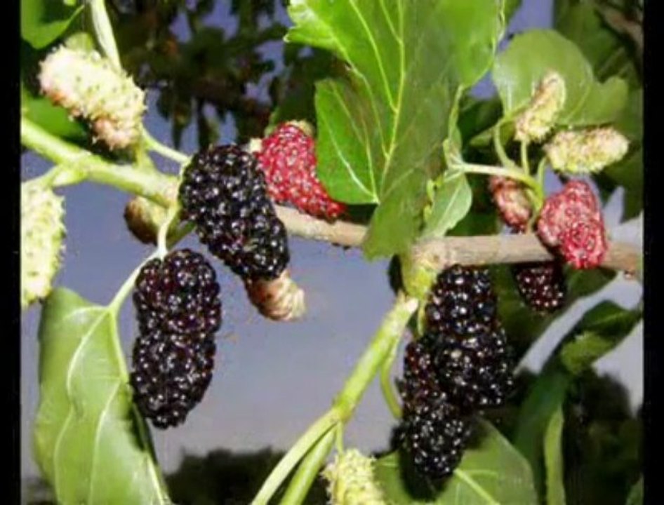 BİR ARTVİN TÜRKÜSÜ BU KADARMI GÜZEL SÖYLENİR