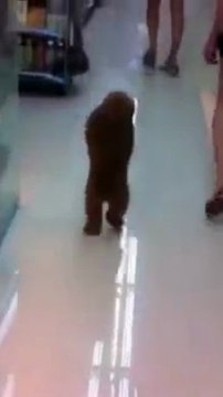 Quand une chienne apprend qu'elle va faire du shopping