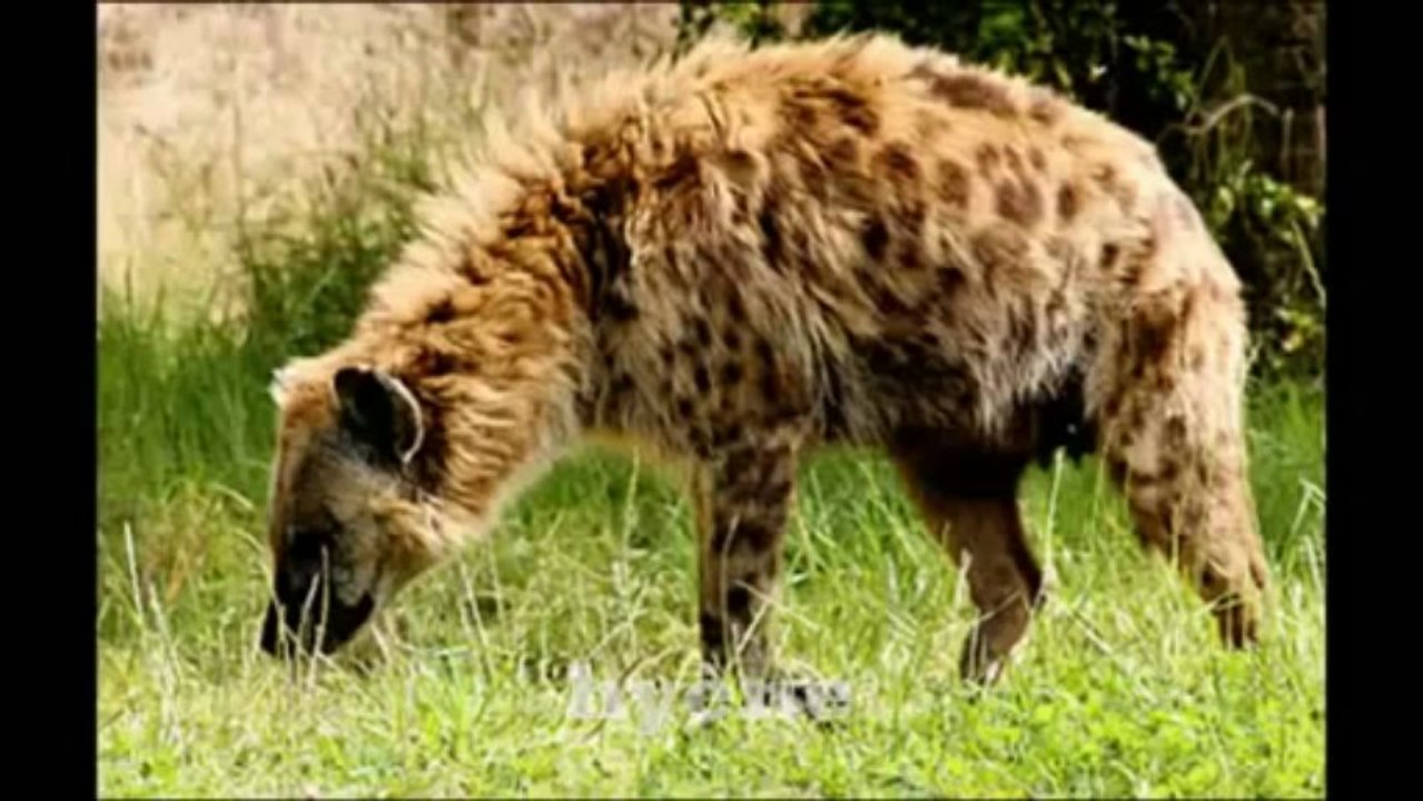 Sonidos de animales