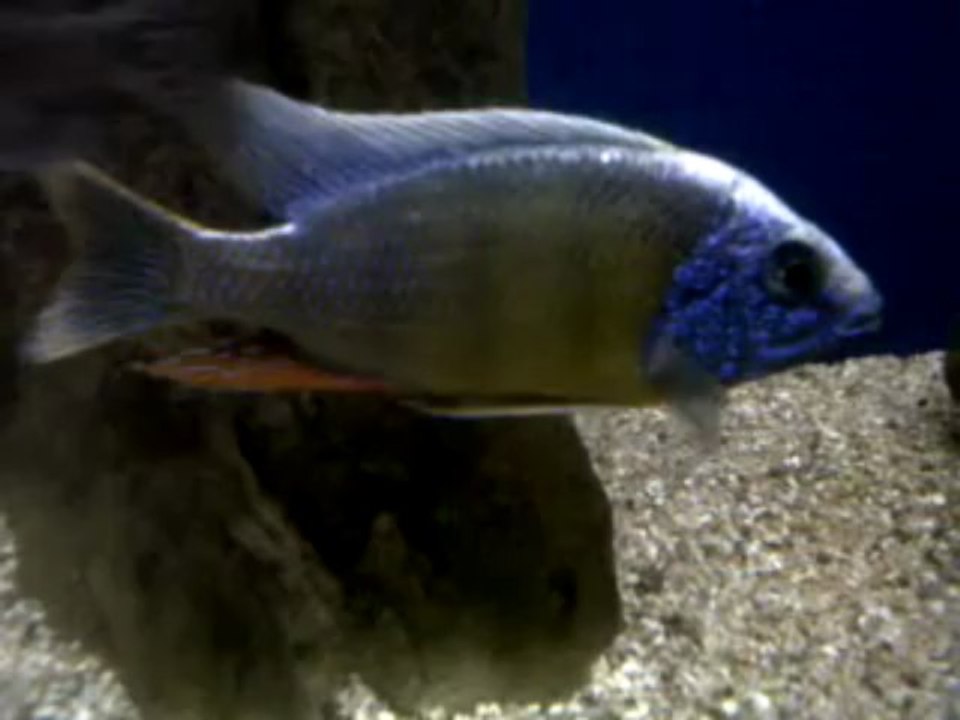 clib ABA 1