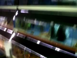 Club d'aquariophilie de Beauvais