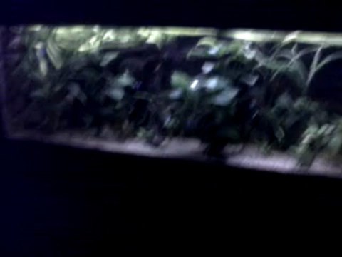 Club d'aquariophilie de Beauvais