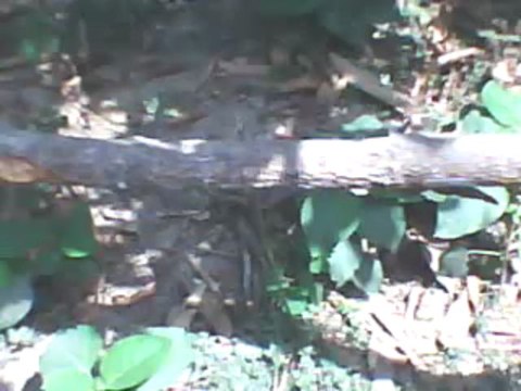 wAtCh EsPn MALAGA CF VS FC PORTO LiVe SOCCER Streaming Sopcast Online Coverage Feed Free HD TV