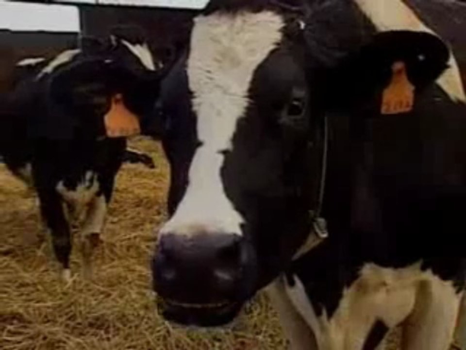 PETiT RAPPEL / La Maladie de la Vache Folle