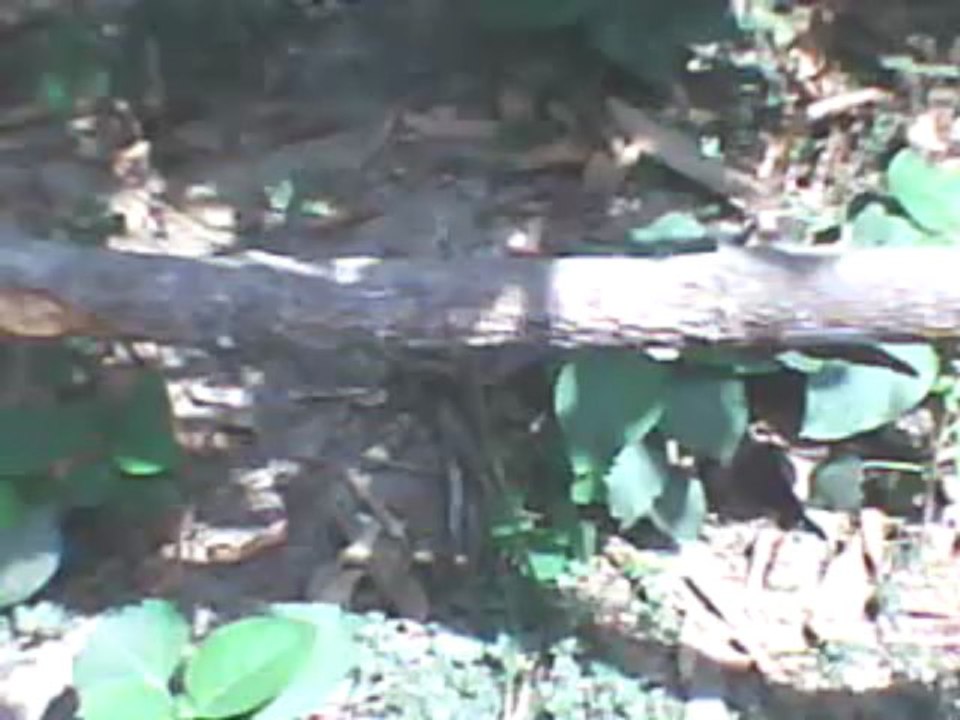 wAtCh EsPn BLACKBURN ROVERS VS MILLWALL FC LiVe SOCCER Streaming Sopcast Online Coverage Feed Free HD TV