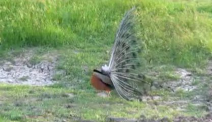 1 Peacock at Rushi Aaro ( 11 Mb , .54 Secs)