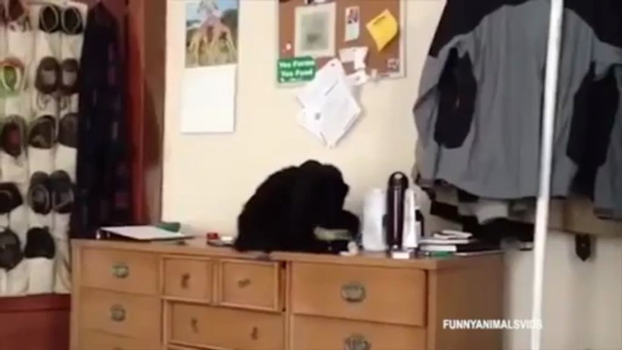 Nos amis les chats (Compilation)