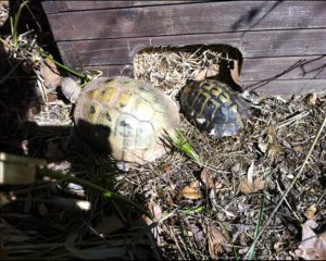 les tortues sortent ...v'la  le printemps qui  arrive !!!