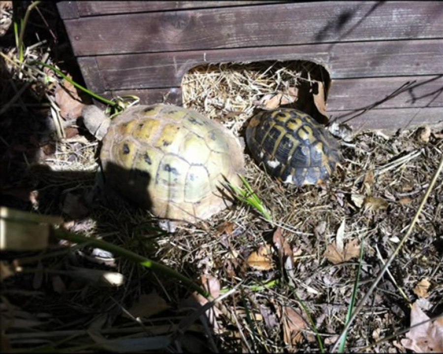 les tortues sortent ...v'la  le printemps qui  arrive !!!