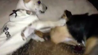 Phil Haus's video pheed - Bean and Indy playing!