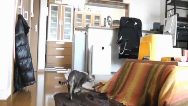 Chat se prend pour un GoalKeeper