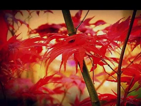 QUELQUES PHOTOS ET PHOTOS-MONTAGES DE MONIQUE BOSSICART...