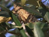 Israel fighting off locust invasion