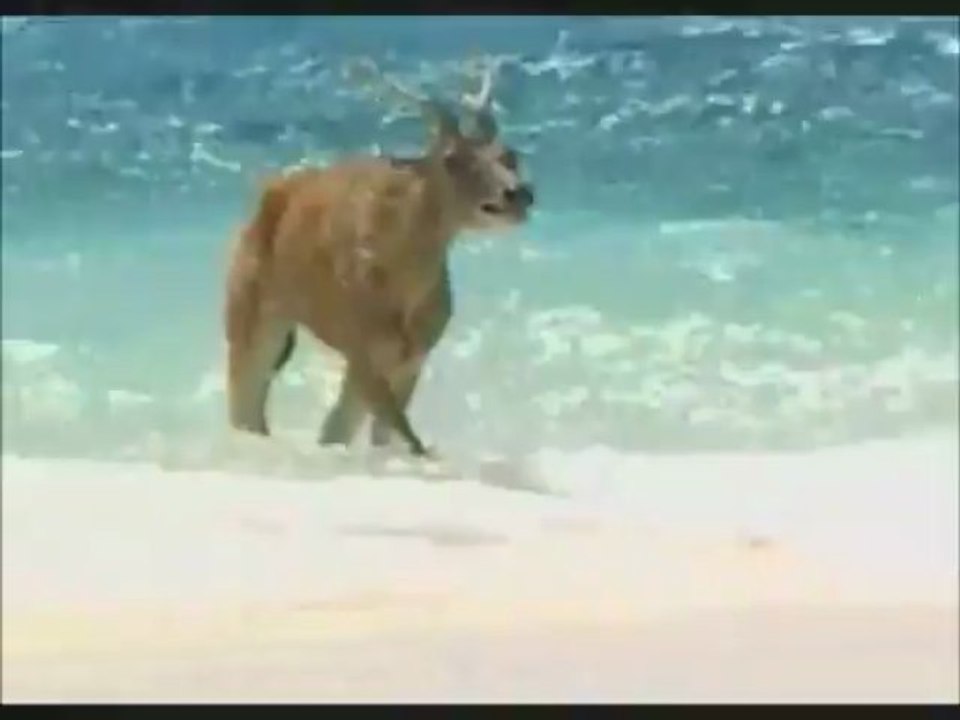 J'suis crevé...j'arrive de Cuba à la nage