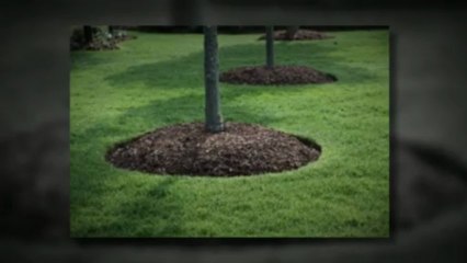 Best Boise Lawn- Lawn Mowing & Weed Removal