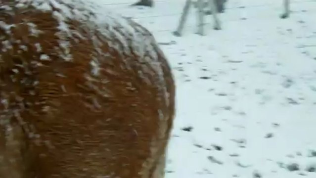 Cody & Country boy sous une tempête de neige en Normandie le 11 mars 2013