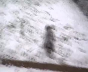 Guizmo dans la neige (2)