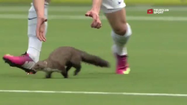 Une fouine sur le terrain d'un match de foot