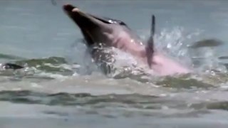 La estrategia de caza de los delfines mulares