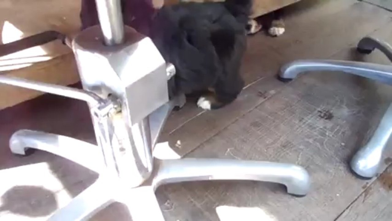 Igor (bébé bleu) et bébé orange