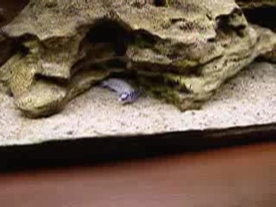 Repro Labidochromis Chisumulae