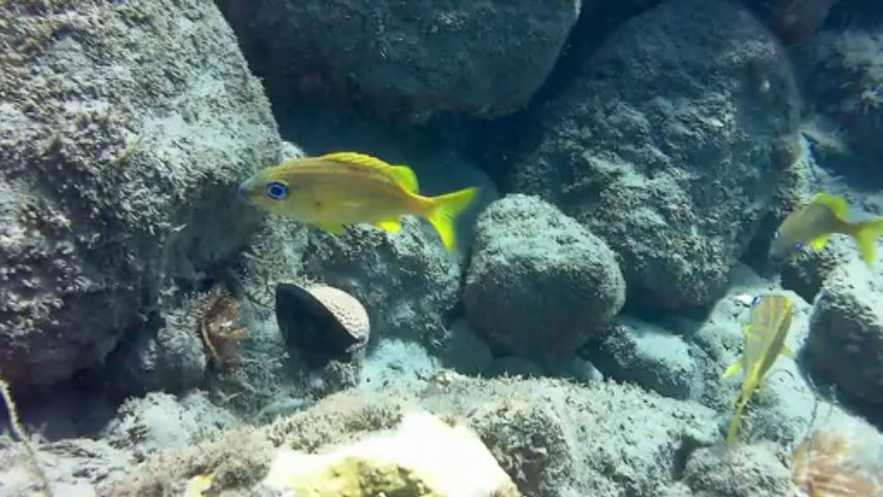 Plongée en Martinique