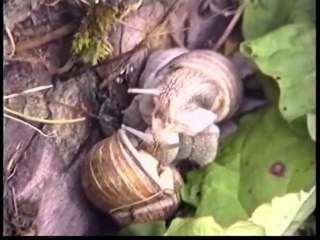 Amour d'Escargots