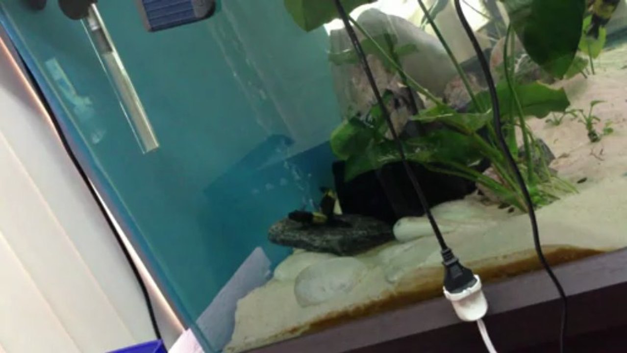 F0 İkola yumurta alma Snator