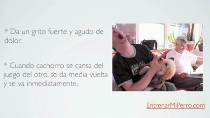 Como Entrenar un Perro para que NO Muerda