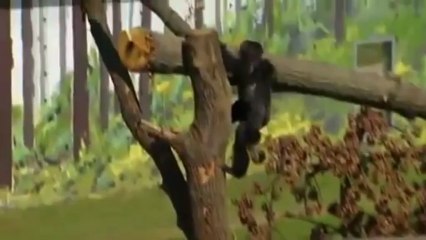 Des singes à l'air libre après 30 ans de captivité